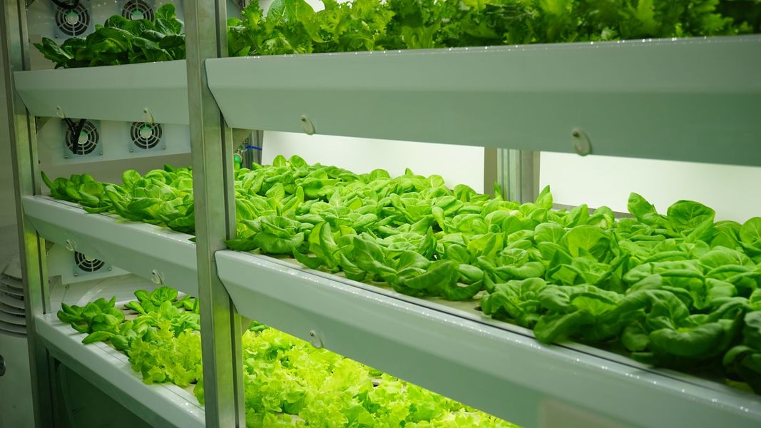 Zero Global & AVF Partner together to grow the vertical farming industry 
