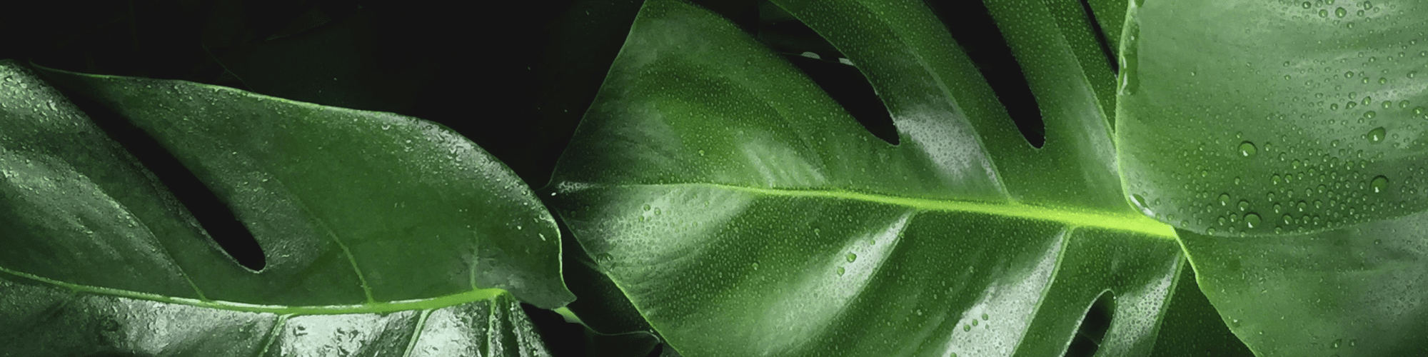 Banner Default Image
